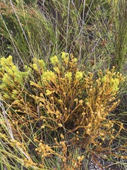 Thesium capitatum