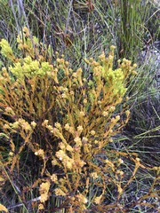 Thesium capitatum