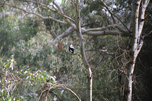 Australian Magpie