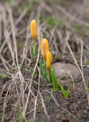 Crocus korolkowii, photograph (c) Morten Ross, some rights reserved (CC BY)