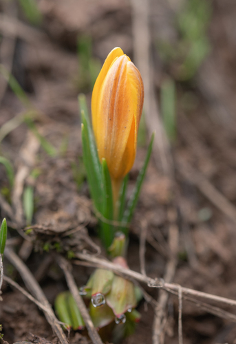 Crocus korolkowii, photograph 4