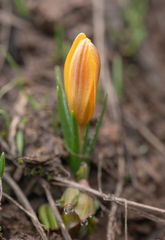 Crocus korolkowii, photograph (c) Morten Ross, some rights reserved (CC BY)