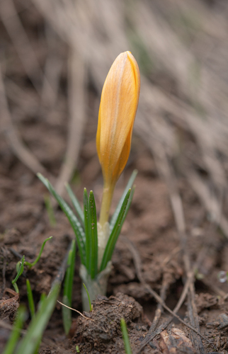 Crocus korolkowii, photograph 3