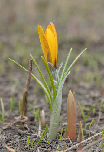 Crocus korolkowii, photograph 1