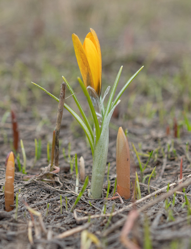 Crocus korolkowii, photograph 2