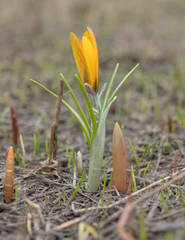 Crocus korolkowii, photograph (c) Morten Ross, some rights reserved (CC BY)