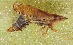 Scaphytopius cinnamoneus