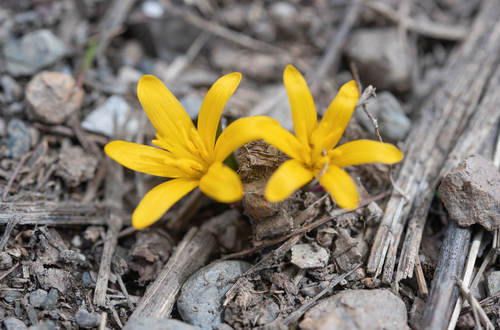 Colchicum luteum