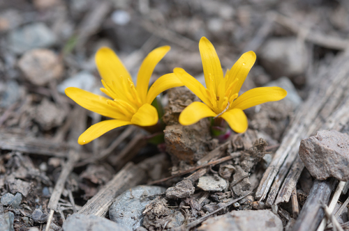 Colchicum luteum