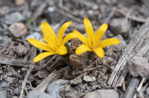 Colchicum luteum
