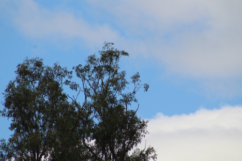Sulphur-crested Cockatoo