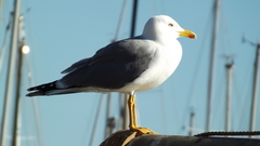 Larus michahellis