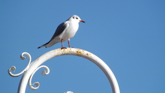 Chroicocephalus ridibundus