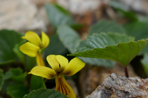 Image of Viola crassa by (c) Matt Scott, some rights reserved (CC BY)
