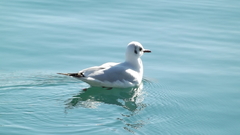 Chroicocephalus ridibundus