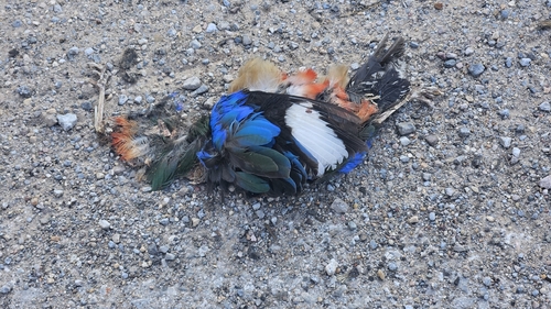 Blue-winged Pitta (Pitta moluccensis), photo 5