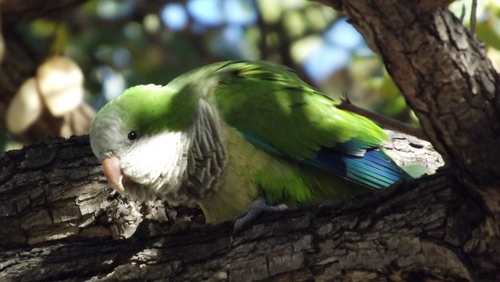 Cotorra argentina (Myiopsitta monachus)