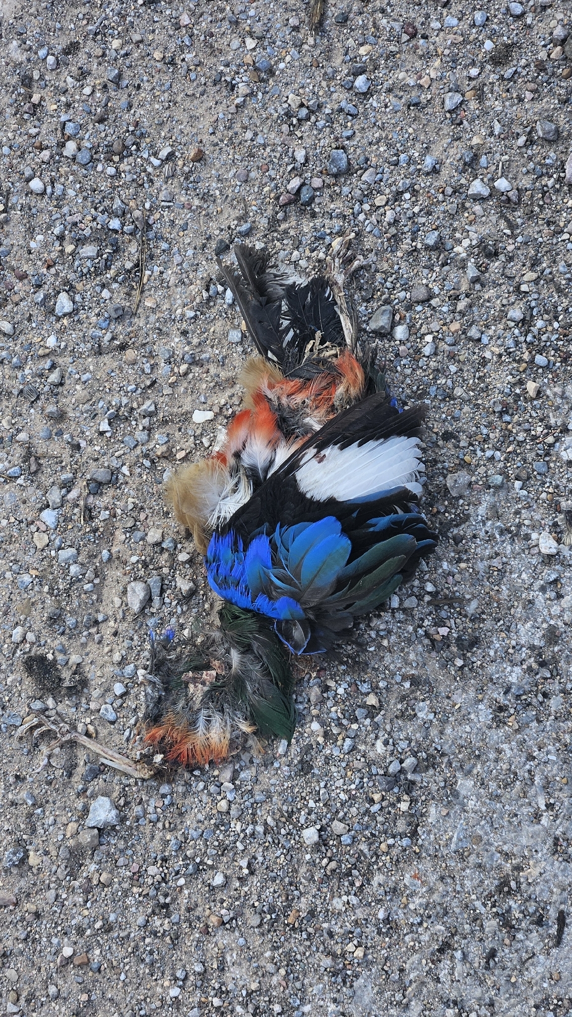 Blue-winged Pitta (Pitta moluccensis), photo 9