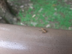 Eugnathus distinctus