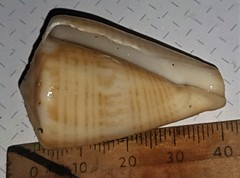 Conus trigonus