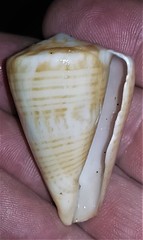 Conus trigonus