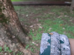 Eugnathus distinctus