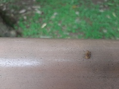 Eugnathus distinctus