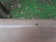 Eugnathus distinctus