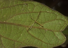 Skuseomyia eximia