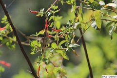 Selasphorus