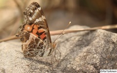 Vanessa virginiensis