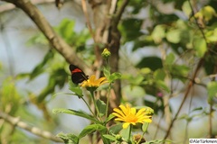 Pereute charops leonilae