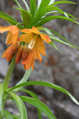 Eduard's Fritillary (Fritillaria eduardii)
