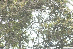 Ptiliogonys cinereus