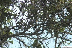 Ptiliogonys cinereus