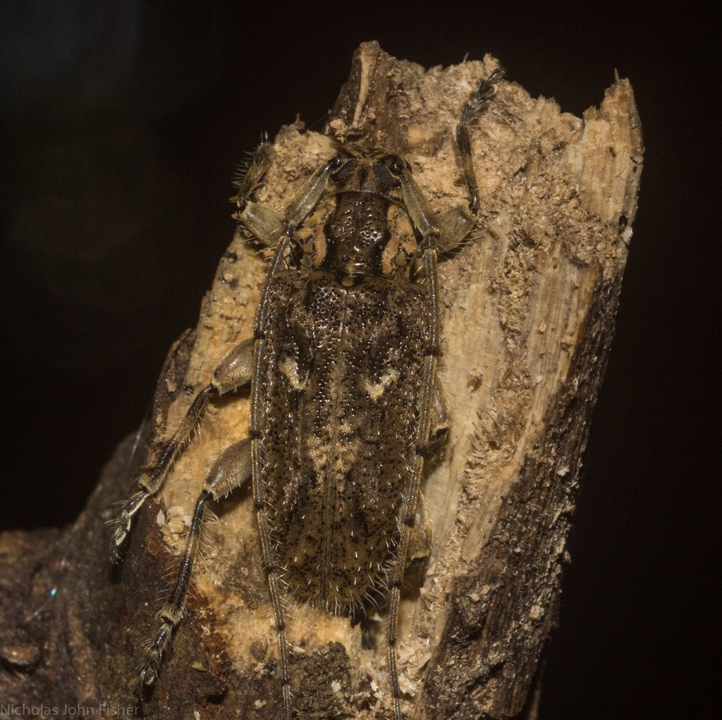 Didymocentrotus foveatus