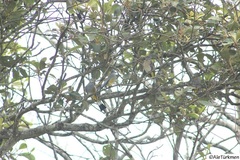 Ptiliogonys cinereus