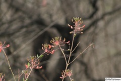 Angiospermae