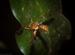 Nycterimorpha speiseri