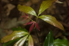 Pseudoweinmannia lachnocarpa