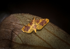 Conogethes haemactalis