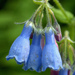 Tall Bluebell - Photo (c) Susan Elliott, some rights reserved (CC BY-NC), uploaded by Susan Elliott
