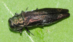 Agrilus politus