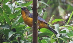 Anisognathus lacrymosus