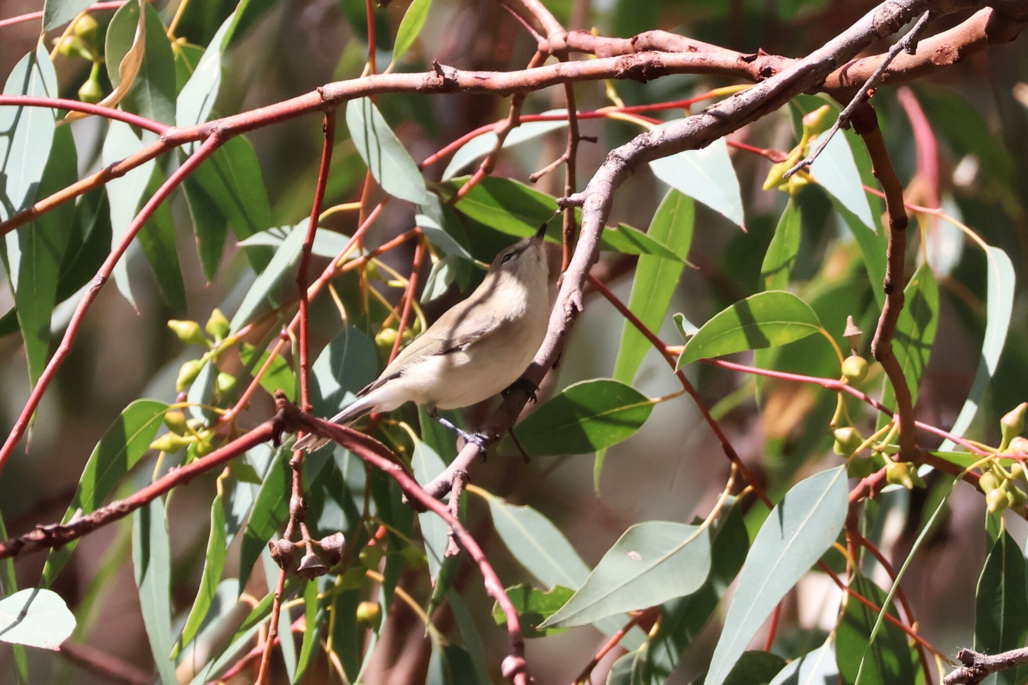 Western Gerygone (Gerygone fusca), photo 4