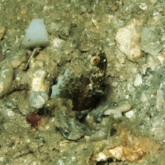 Tomiyamichthys nudus