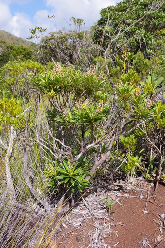 Hibbertia lucens observed 2025-11-10