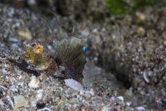 Tomiyamichthys nudus