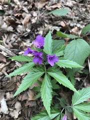 Cardamine glanduligera