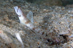 Tomiyamichthys oni